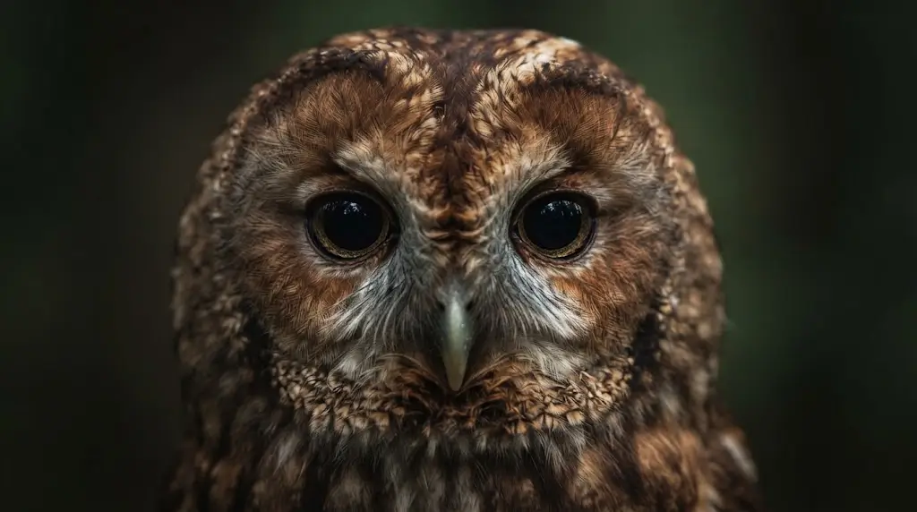 Close-up of an owl's watchful eyes, representing wisdom in owl spiritual meaning
