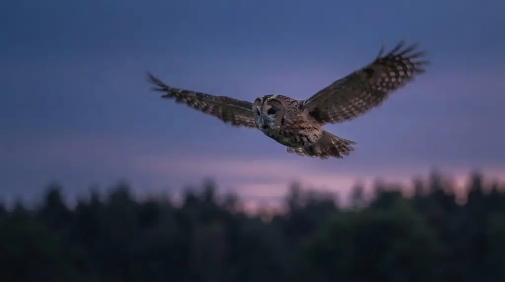 Owl in flight at twilight, representing perspective in owl spiritual meaning