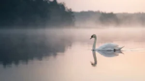 Swan Spiritual Meaning: Symbolism, Biblical & Psychological Significance
